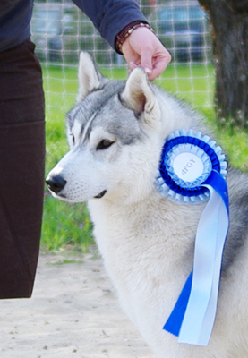 Indian Legend of SL 18 months old