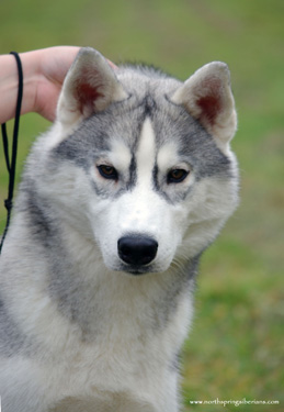 Northspring's Spread Your Wings