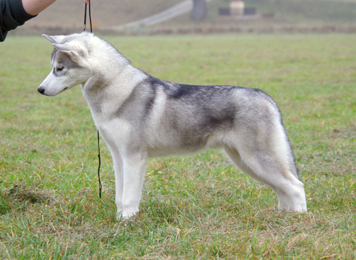 Northspring's Spread Your Wings