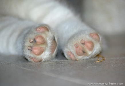 Paws